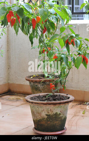 Ghost Chili Pflanze voller Geist Chilis Stockfoto