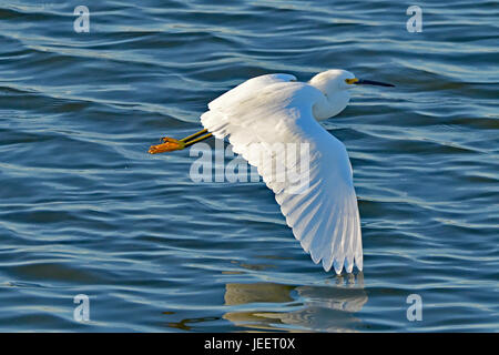 Snowy Reiher fliegen tief über Wasser Stockfoto