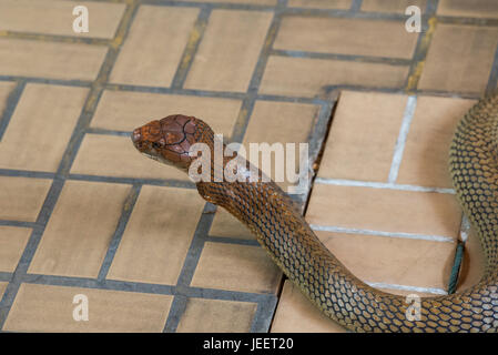 Close-up King Cobra Kopf. Stockfoto