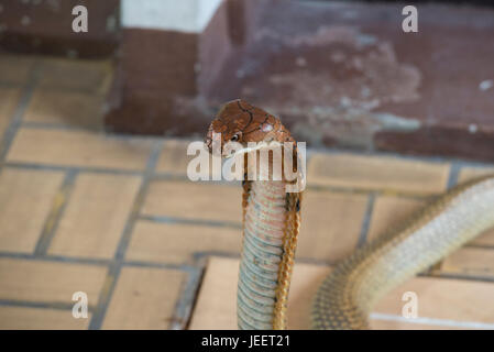 Close-up King Cobra Kopf. Stockfoto