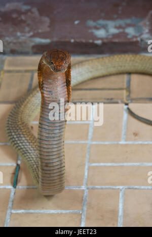 Close-up King Cobra Kopf. Stockfoto