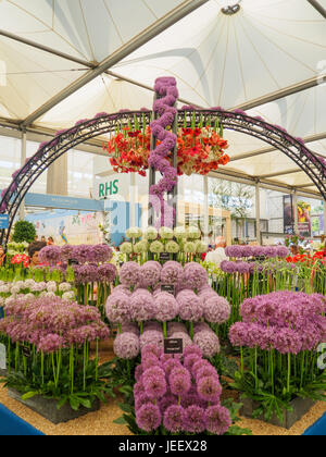 LONDON, UK - 25. Mai 2017: RHS Chelsea Flower Show 2017. Besucher auf Alliums und Hippeastrums Display. Stockfoto