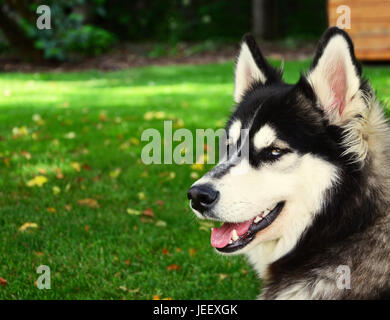 Siberian Husky lächelnd und keuchend im Sommer Stockfoto