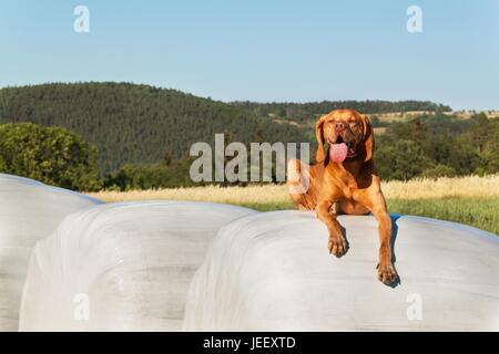 Ländliches Motiv mit Heuballen in Plastikfolie gewickelt. Heuballen in Kunststoff. Sommer-Arbeit auf einem landwirtschaftlichen Betrieb Stockfoto