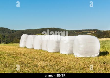 Ländliches Motiv mit Heuballen in Plastikfolie gewickelt. Heuballen in Kunststoff. Sommer-Arbeit auf einem landwirtschaftlichen Betrieb Stockfoto