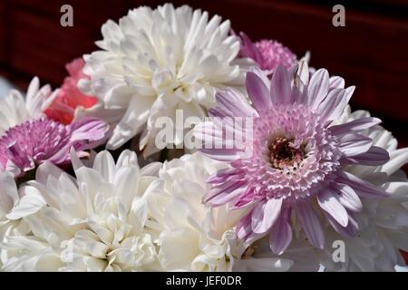 Einen frischen Strauß Chrysanthemen Stockfoto