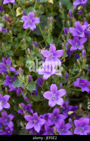 Campanula Portenschlagiana Blüten im Frühjahr. Stockfoto