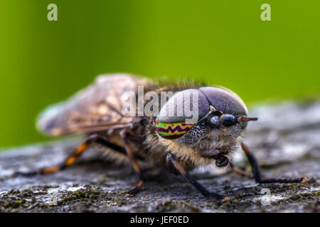 Kerbe-gehörnte Cleg (Haematopota Pluvialis), eine Art Pferdebremse - Super Nahaufnahme von schönen Facettenauge Markierungen, UK Tierwelt Makro, West Yorkshire Stockfoto