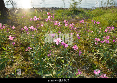 Willow-Kraut am Ufer Flusses. Blumen von der Sonne beleuchtet. Stockfoto