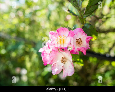 Wilden Heckenrose (Rosa Canina) Blumen mit blass rosa Blütenblätter zwischen grünen Blättern an einem sonnigen Tag. Stockfoto