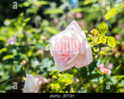 Eine blasse rosa rose Blume unter den grünen Blättern an einem sonnigen Tag. Stockfoto