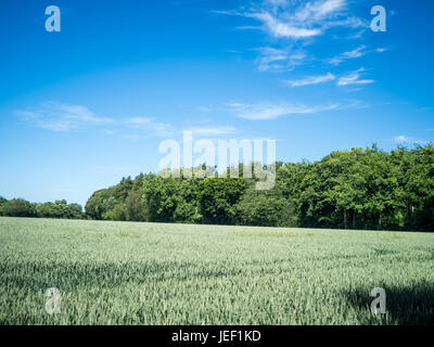 Unreife Weizen weht eine leichte Brise in Ackerland in Hertfordshire, England, unter strahlend blauem Himmel an einem sonnigen Tag. Stockfoto