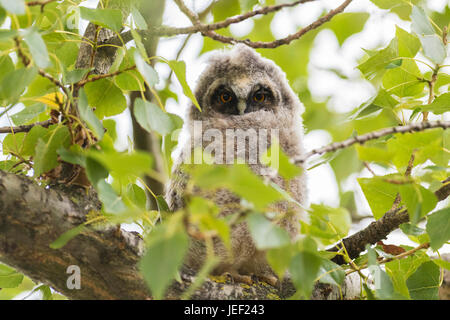 Junge Waldohreule (Asio Otus) im Baum, Jungtier, Neusiedlersee, Burgenland, Österreich Stockfoto