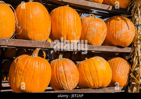 Regale der Kürbisse, die auf einem Markt im Herbst Stockfoto