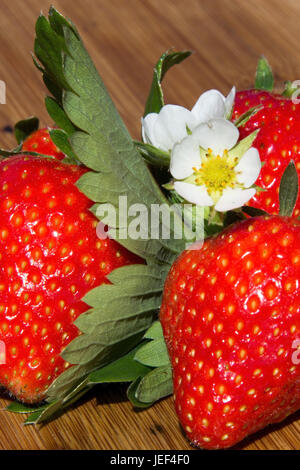 Erdbeeren, Dekoration, Fragaria, stieg Pflanze, Erdbeeren, Dekoration, Rosengewaechs Stockfoto
