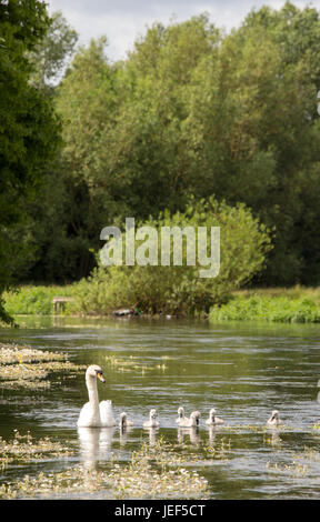 Mute Swan mit Cygnets in einem englischen Fluss, England, UK Stockfoto