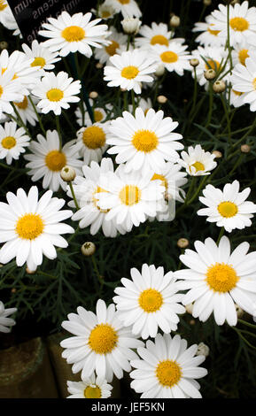 Argyranthemum Frutescens. 'Molimba weiß' Stockfoto