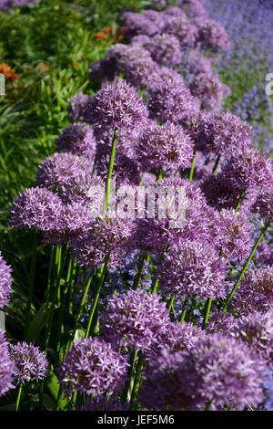 Zier-Lauch Allium Aflatunense gehört zu der Lauch-Arten (Allium), Unterfamilie der Allioideae innerhalb der Familie der Ama gehörenden Stockfoto