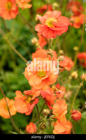 Geum 'Scarlet Tempest' Stockfoto