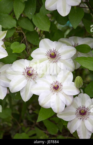 Clematis "Miss Bateman" Stockfoto