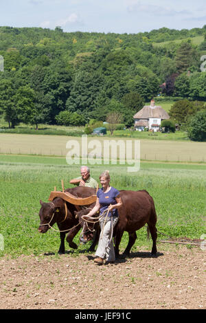 Ochsen pflügen am Weald and Downland Living Museum, West Sussex, England, Großbritannien Stockfoto