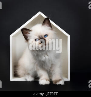 Seal Point Heilige Birma kitten sitzen im weißen Holzhaus, isoliert auf schwarzem Hintergrund und schaut in die Kamera Stockfoto