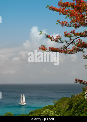 Flamboyant Baum auf Firefly Mustqiue Britainnia Bucht, Mustique SS Freundschaft Rose Morred im karibischen Meer unten Stockfoto