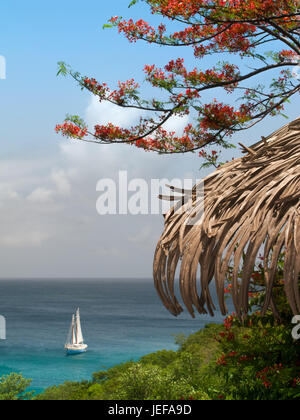 Flamboyant Baum auf Firefly Mustqiue Britainnia Bucht, Mustique SS Freundschaft Rose Morred im karibischen Meer unten Stockfoto