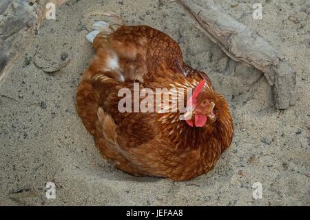 Hyline braune Henne entspannend Stockfoto