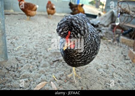 Neugierige Godborg Henne Stockfoto