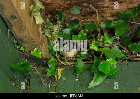 Küken in einem Nest in einem Versteck Dach unter Ivey drei Küken eine Vorführung und zwei teilweise Hiden zu schlucken. Warten auf die zwei Erwachsenen zurück und füttern Stockfoto