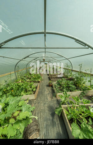 Weitwinkel Fisheye View innerhalb einer polytunnel wachsendes Gemüse - mögliche Metapher für das Konzept der Selbstversorgung, als der sich selbst angewiesen, ihr eigenes Wachsen. Stockfoto