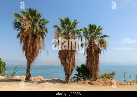 Ein romantischer Blick auf die Küste entlang des Sees von Galilee, Tiberias, Israel, mit Dattelpalmen und schimmerndem türkisfarbenem Wasser. Stockfoto