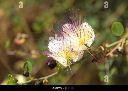 Capparis Spinosa L, gemeinsame Kapern, am Mount Arbel, Israel blühend. Stockfoto