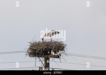 Der Erwachsene Weißstorch in ein Nest am oberen Rand einer Spalte Kabel mit Drähten speist einen Babyvogel Stockfoto