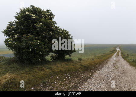 Eine Landstraße in fernen Dunst und Nebel, mit einem Baum auf der Seite verschwindet Stockfoto