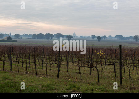 Einige Weinberge in einen typischen herbstlichen Abend mit der Santa Maria Degli Angeli Kirche (Assisi) im Hintergrund Stockfoto