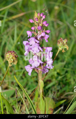 Gemeinsamen duftenden Orchideen - Gymnadenia Conopsea mit Salat Burnet Stockfoto