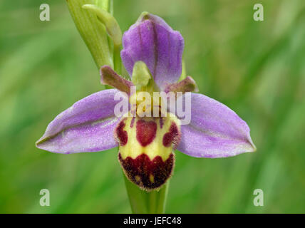 Biene Orchidee - Ophrys Apifera einzelne Blume Nahaufnahme mit Redused Lippe Markierungen Stockfoto
