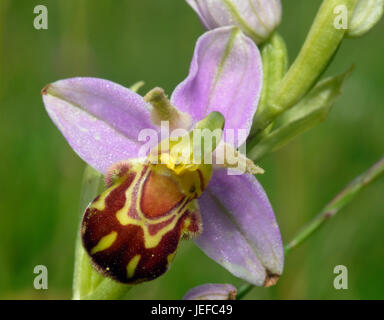 Biene Orchidee - Ophrys Apifera einzelne Blume Nahaufnahme Stockfoto