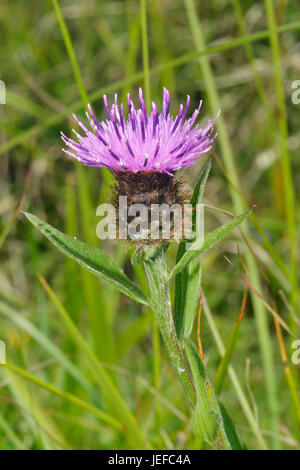 Gemeinsame oder schwarze Flockenblume - Centaurea Nigra Stockfoto