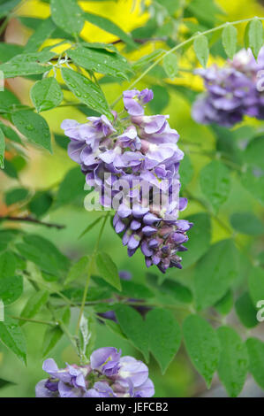 Amerikanischen blau Regen, Wisteria Frutescens Amethyst von Fall, Amerikanischer Blauregen (Wisteria Frutescens 'Amethyst Falls') Stockfoto