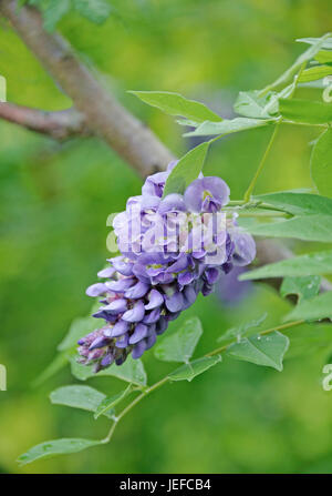 Amerikanischen blau Regen, Wisteria Frutescens Amethyst von Fall, Amerikanischer Blauregen (Wisteria Frutescens 'Amethyst Falls') Stockfoto