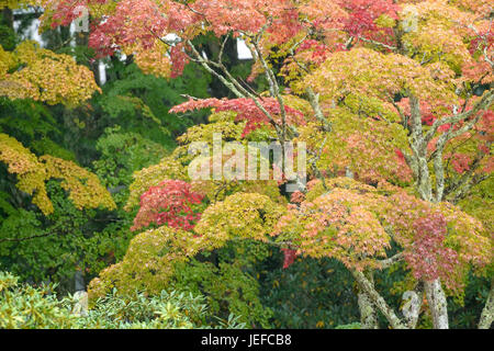 Japanische professionelle Ahorn, Acer Palmatum Japanischer Faecher-Ahorn (Acer Palmatum) Stockfoto