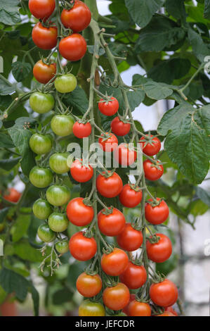 Cherry Tomaten, Solanum Lycopersicum PICOLINO, Cocktail-Tomate (Solanum Lycopersicum PICOLINO) Stockfoto