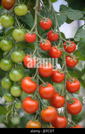 Cherry Tomaten, Solanum Lycopersicum PICOLINO, Cocktail-Tomate (Solanum Lycopersicum PICOLINO) Stockfoto