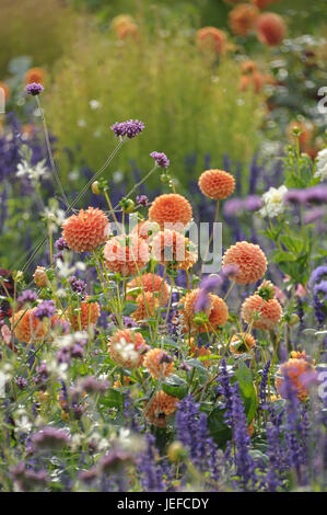 Ball Dahlie, Dahlia Sylvia, Ball-Dæhlie (Dahlia "Sylvia") Stockfoto