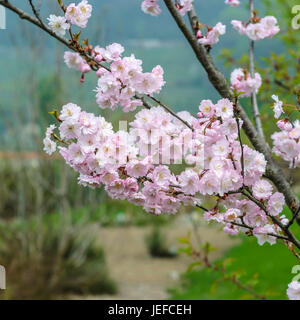 Winter-Kirsche, Prunus Subhirtella Autumnalis, Winterkirsche (Prunus × Subhirtella 'Autumnalis') Stockfoto