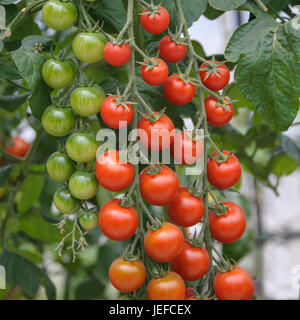 Cherry Tomaten, Solanum Lycopersicum PICOLINO, Cocktail-Tomate (Solanum Lycopersicum PICOLINO) Stockfoto