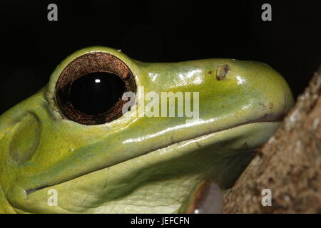 Chinesische gleiten Frosch, Rhacophorus Dennysi, Gesicht Stockfoto